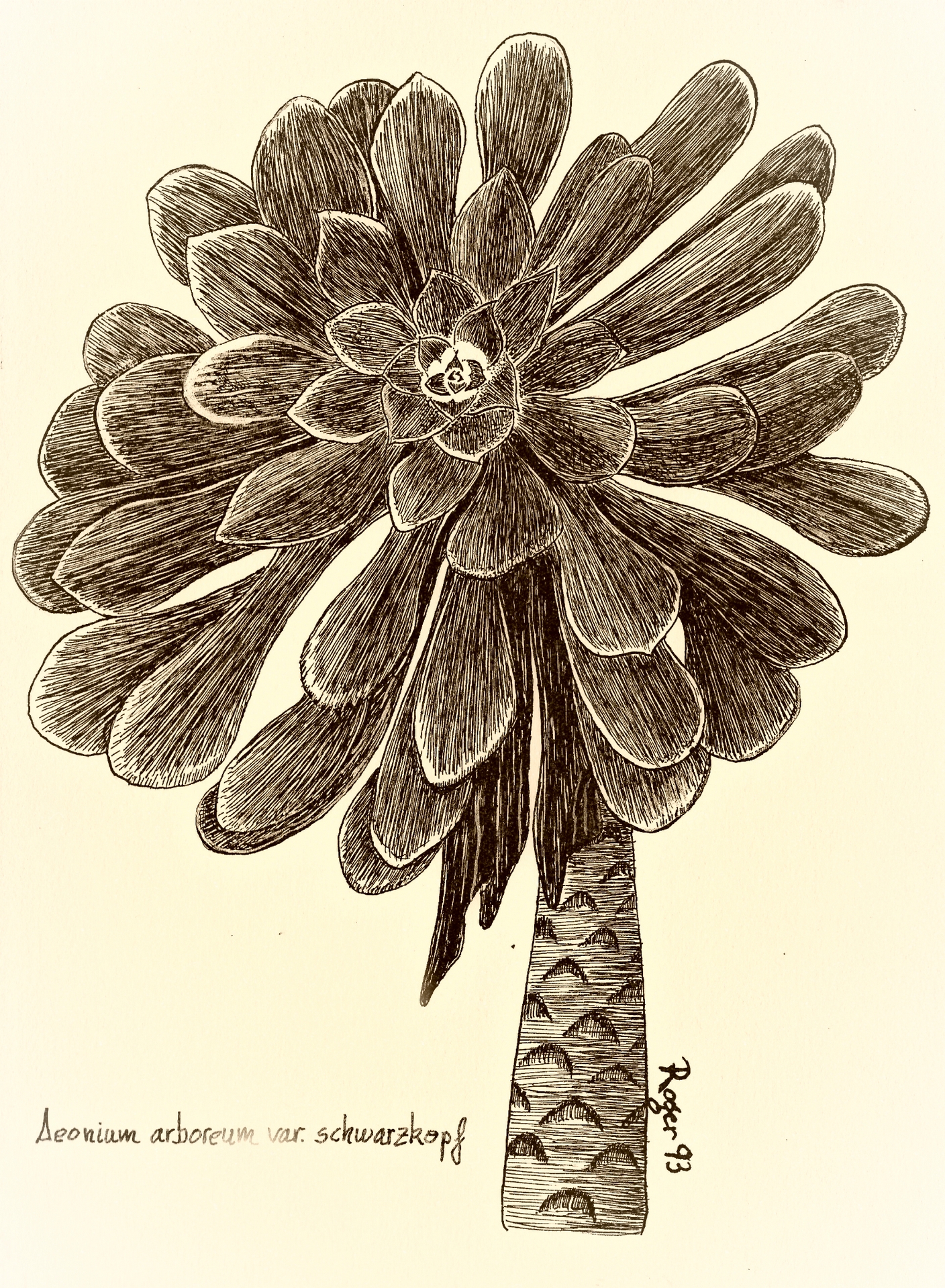 Aeonium arboreum var. schwarzkopf 