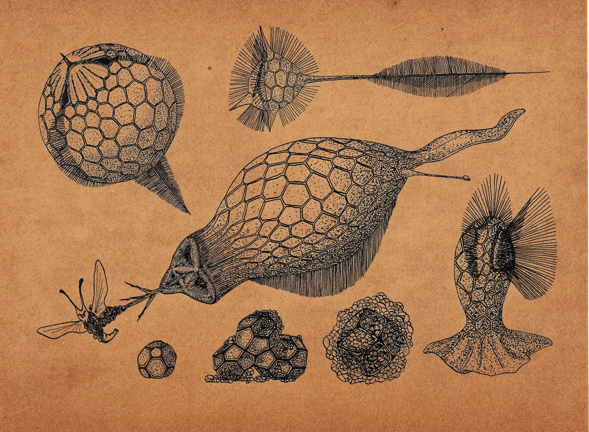 Gonocephalus