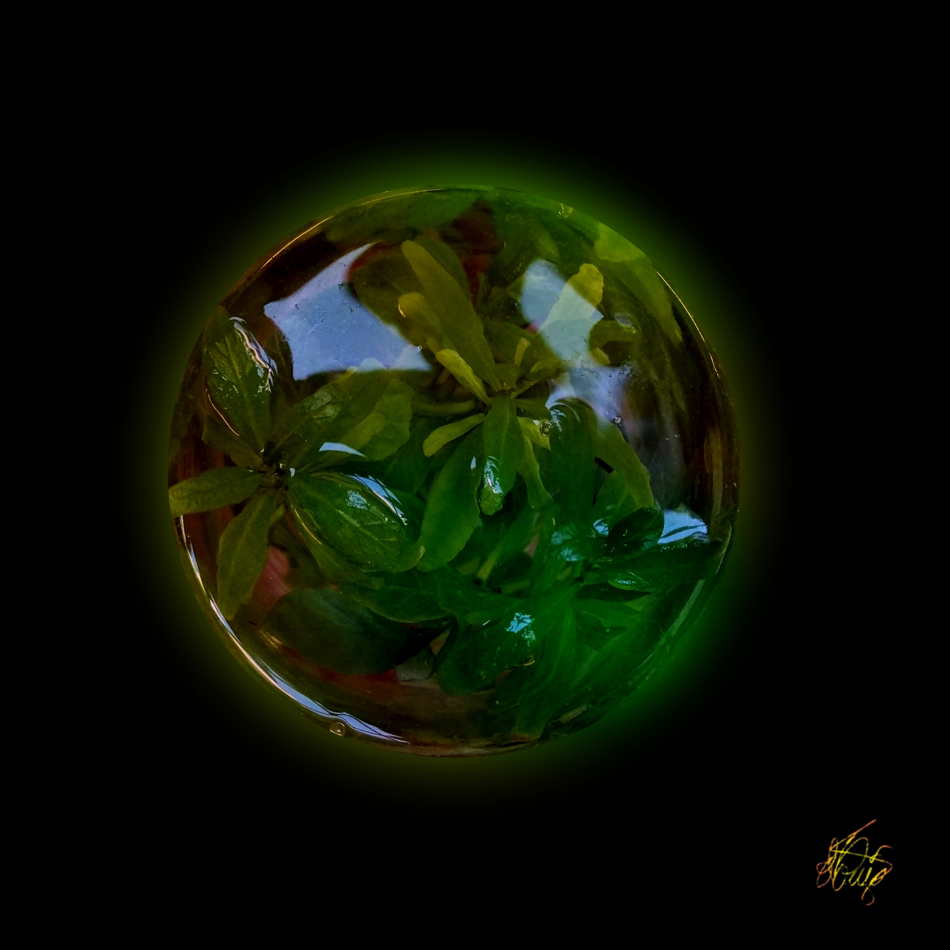 Bombolla vegetal