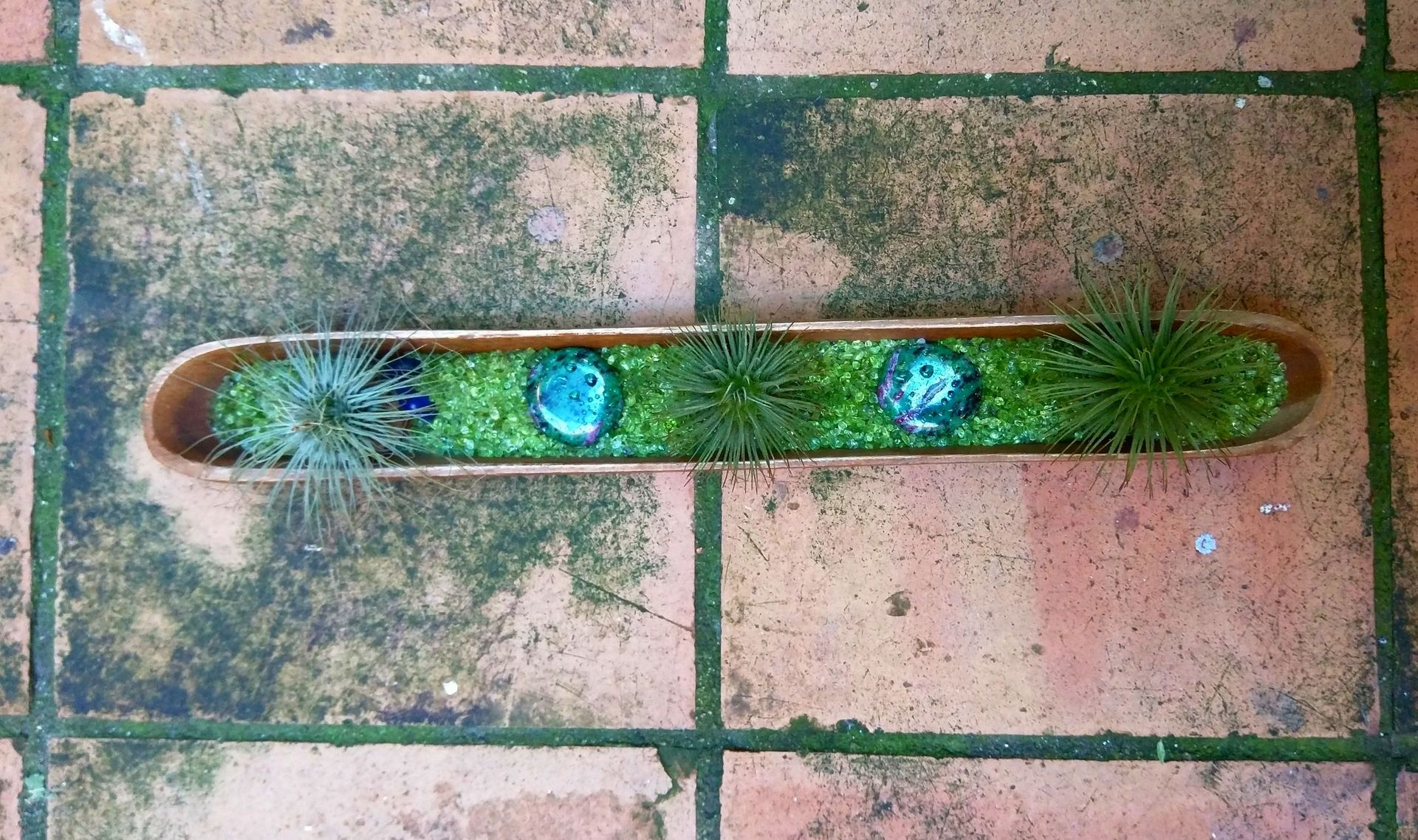 Composició Tillandsia fuchsii