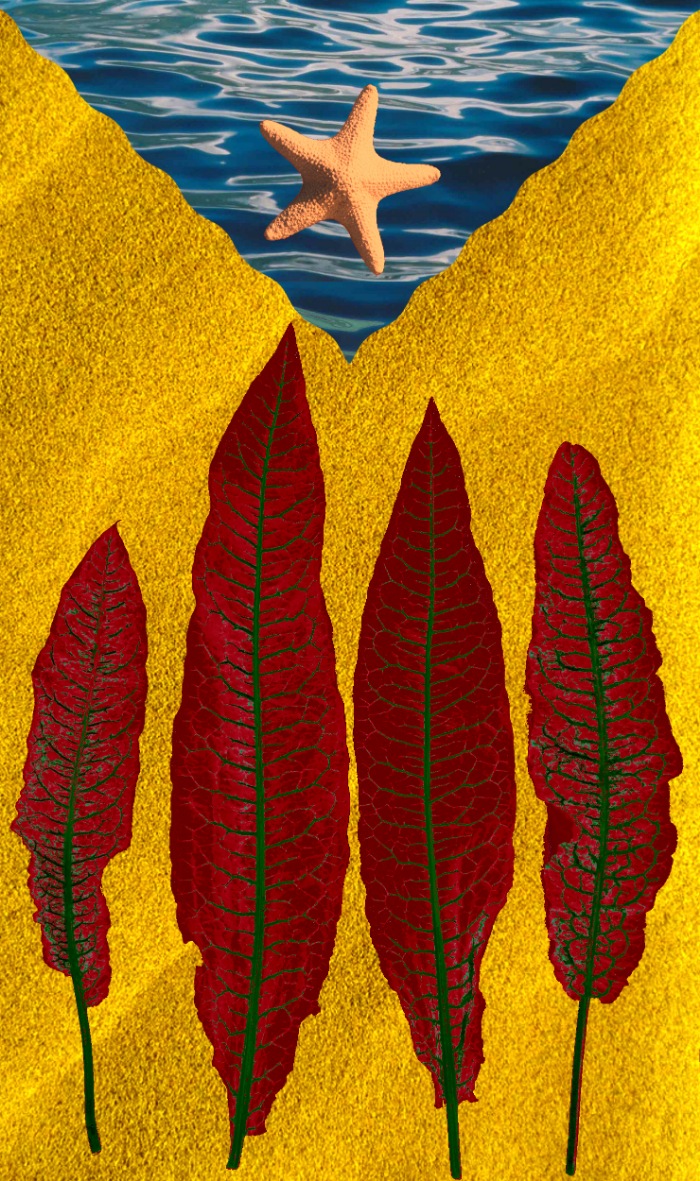 Estelada marinera amb fulles d'agrella