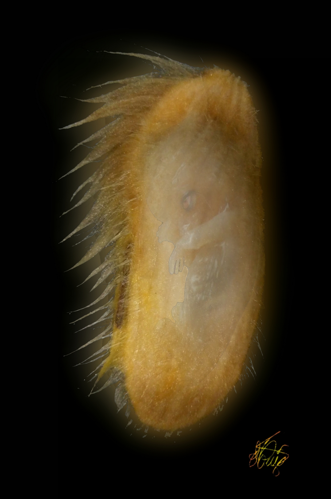 Estranya sement