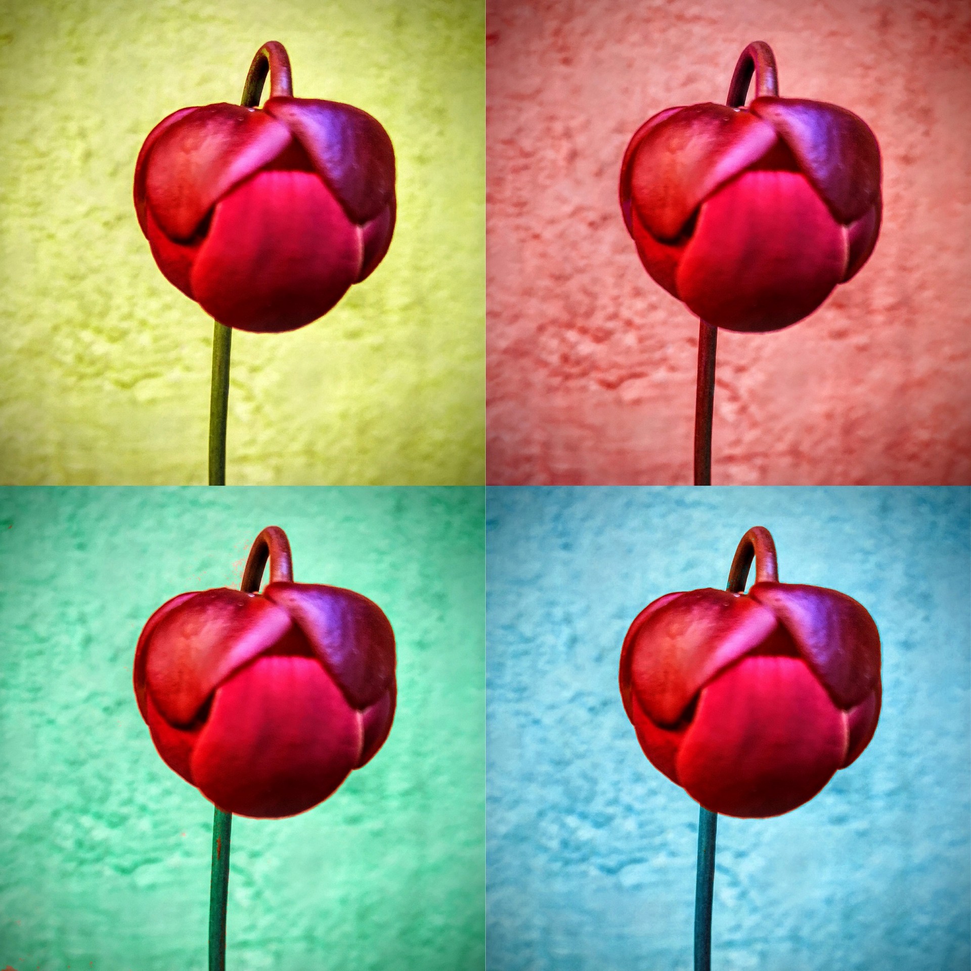 Flor de Sarracenia estil pop