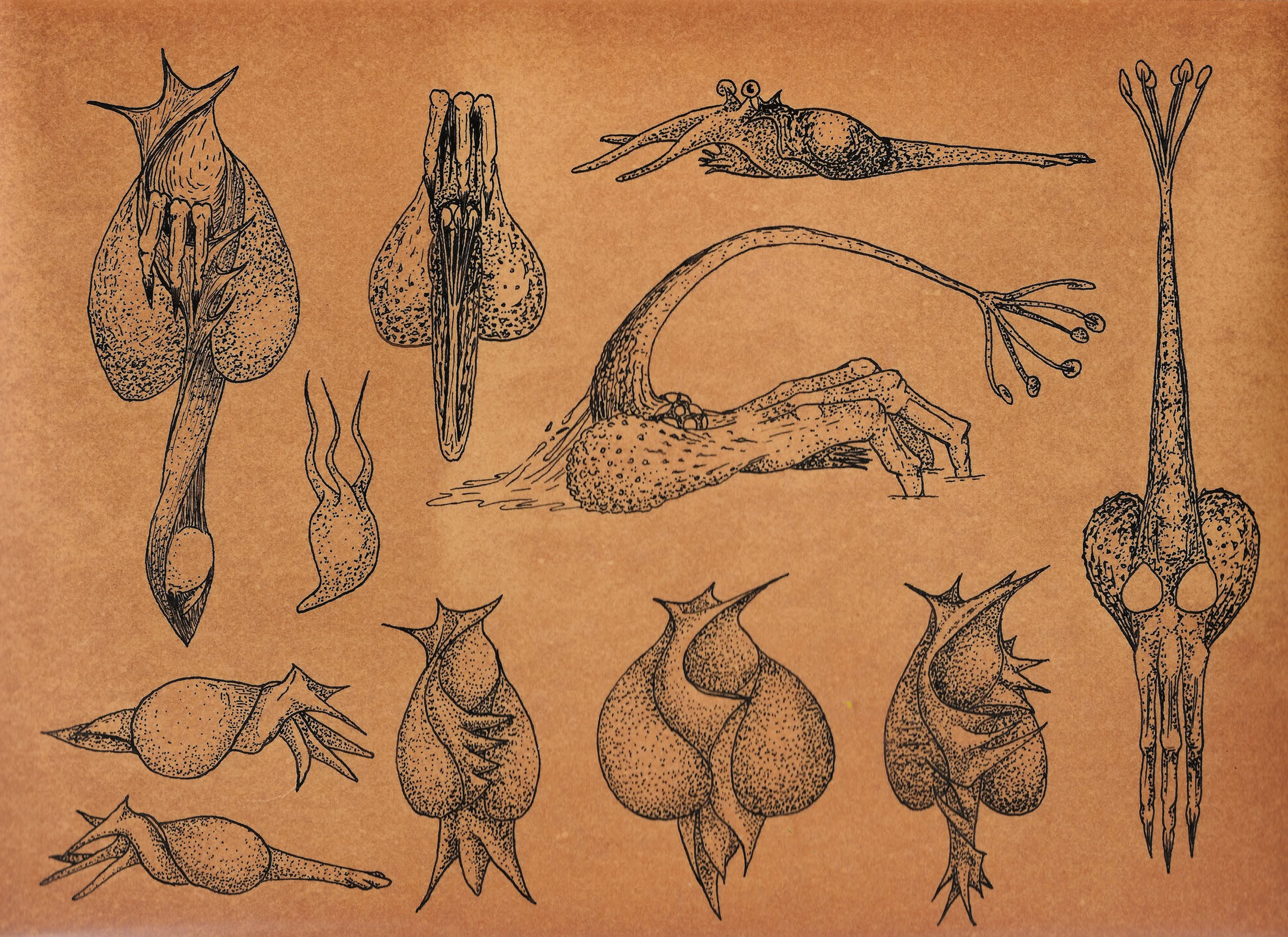 Ostracocarpus