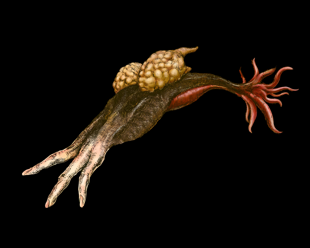 Orchicarpus iaensis