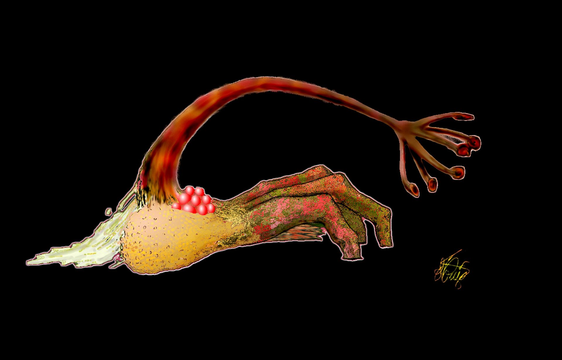Orchicarpus sp
