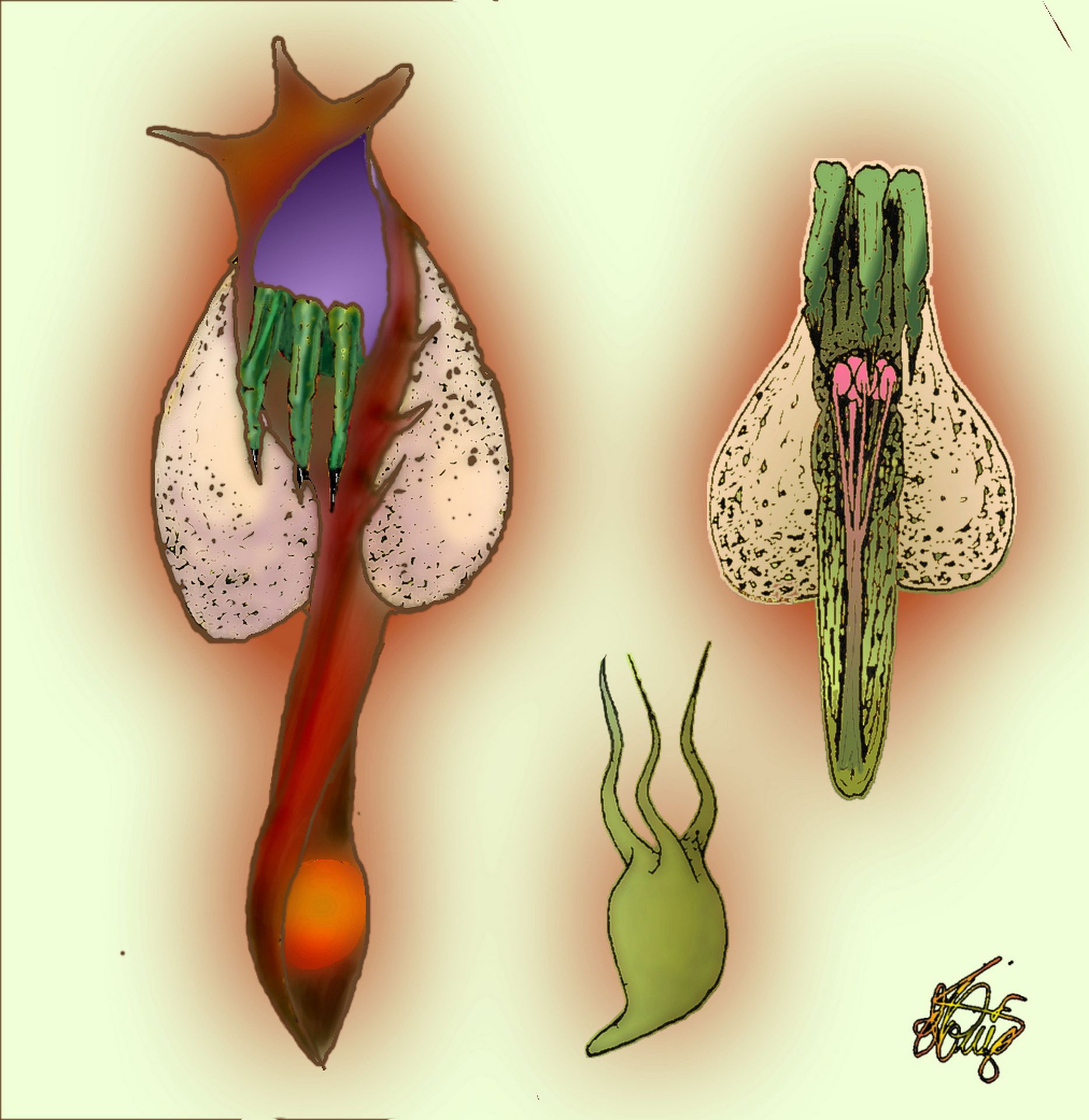 Orchicarpus viridis