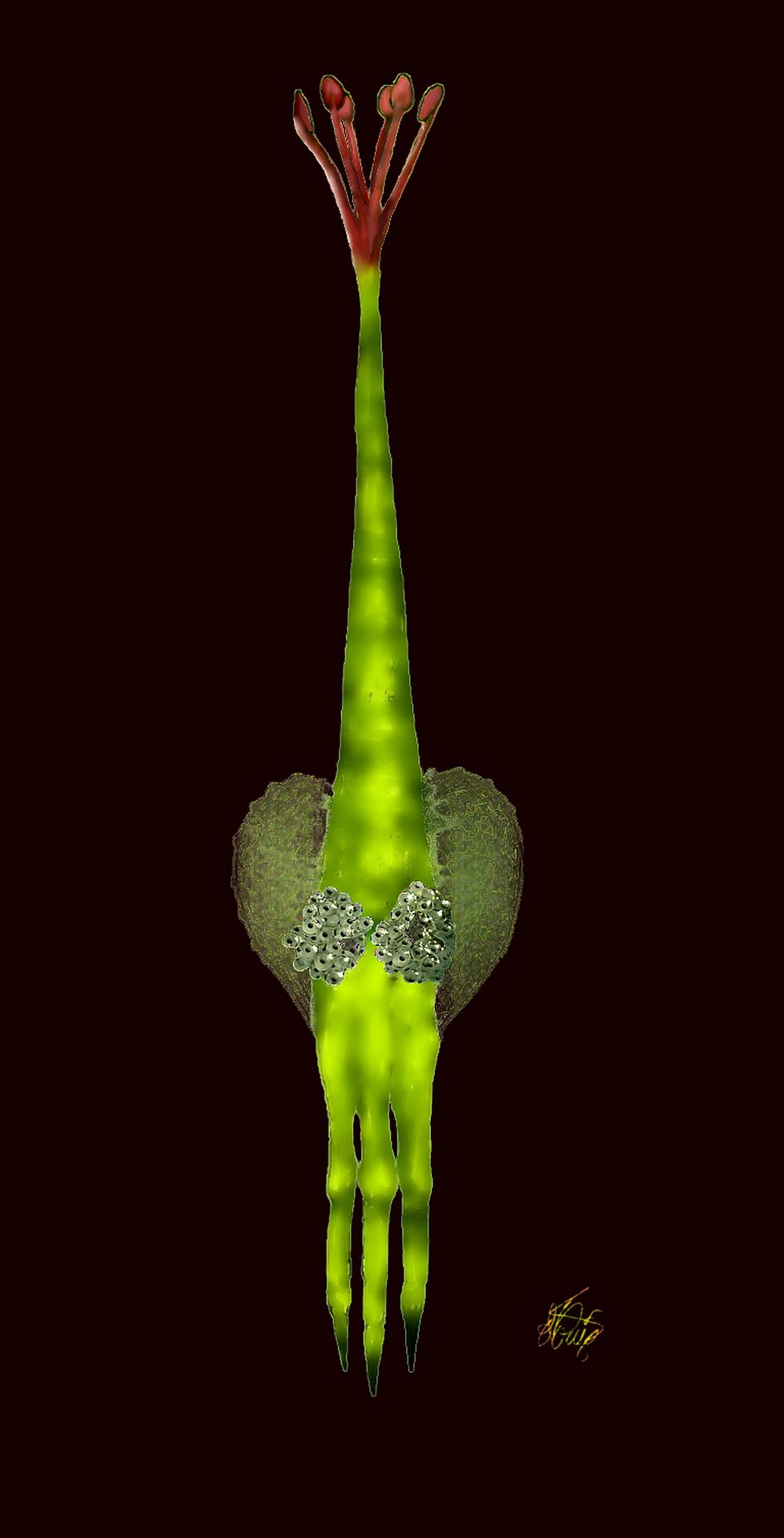 Orchicarpus viridis estès