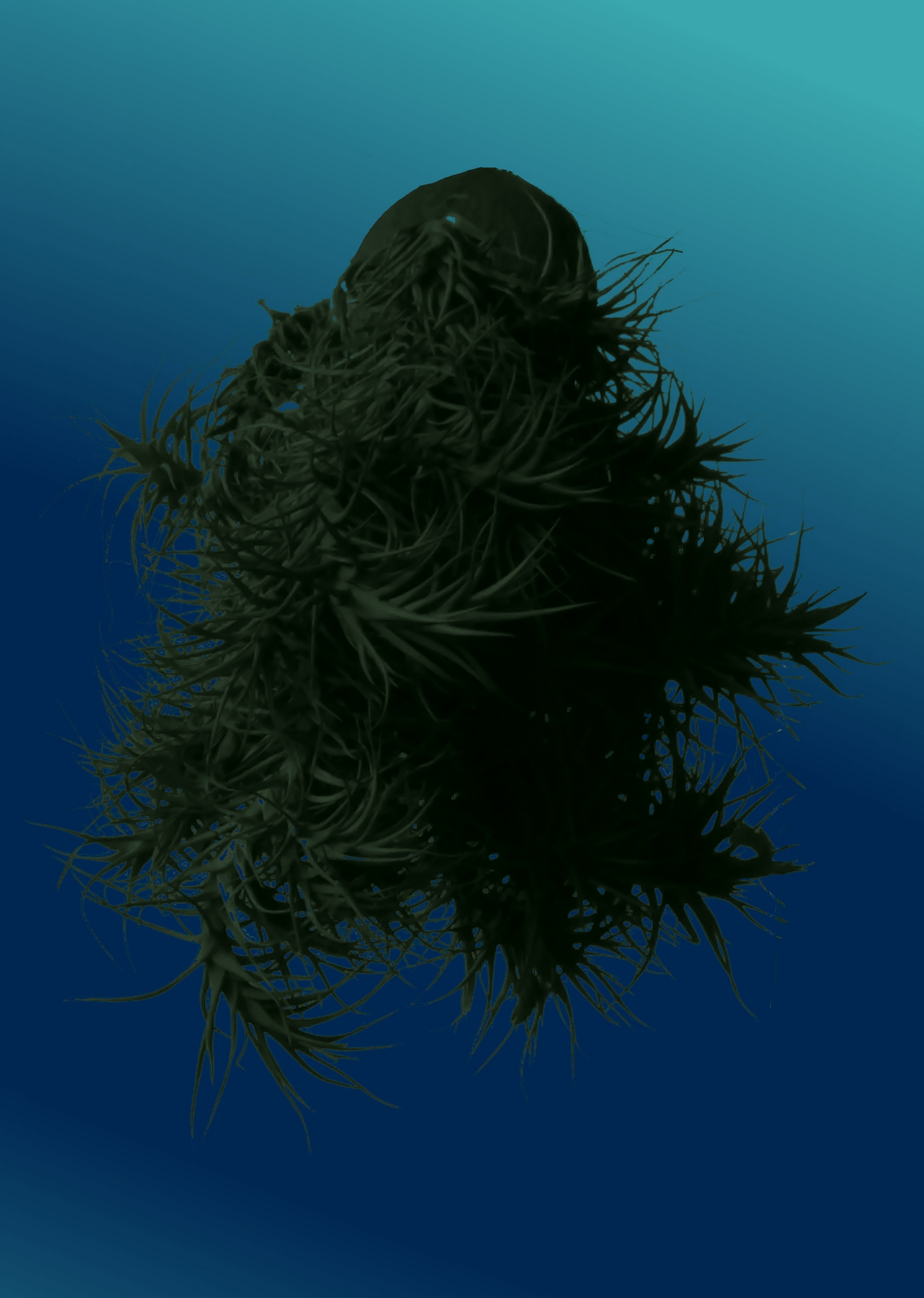 Clavell d'aire (Tillandsia sp.)