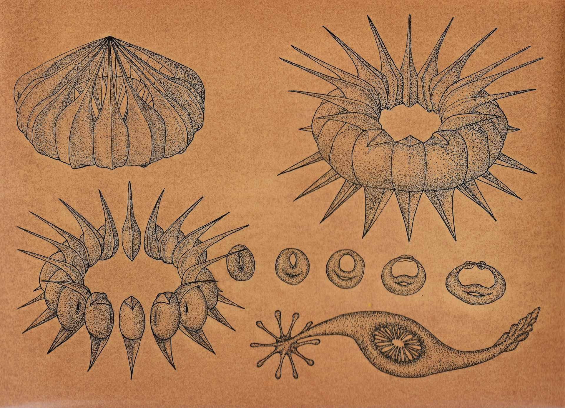Zootorus
